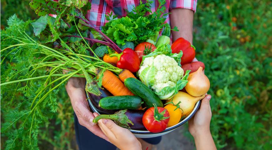 Какие овощи выгодно выращивать для продажи?